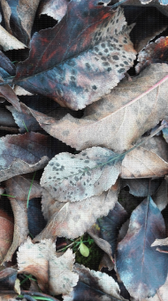 Tavelure  sur litière de feuilles (inoculum)